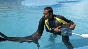 شنا با دلفین کیش، یکی از تفریحات مهیج و به یاد ماندنی جزیره کیش