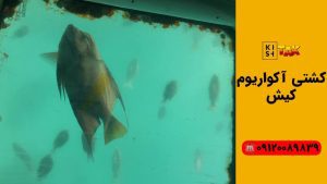 کشتی آکواریوم کیش