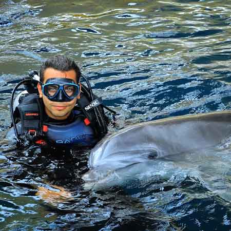 غواصی با دلفین کیش